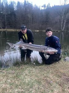 Shortnose Sturgeon