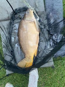 Mirror Carp