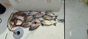 Black Seabream