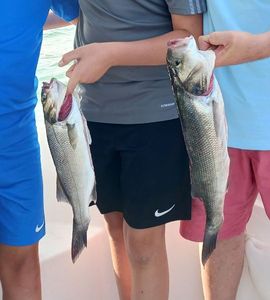 European Bass (Seabass)