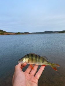 European Perch