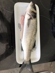 European Bass (Seabass)