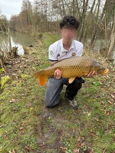 Common Carp