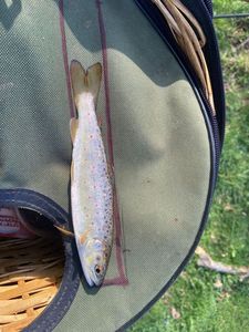 Brown Trout