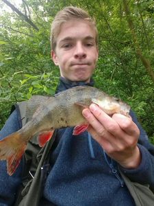 European Perch