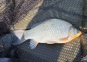 Crucian Carp