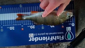 European Perch