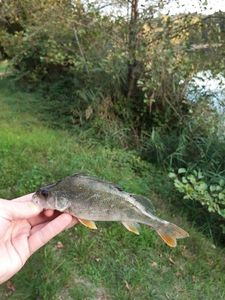 European Perch