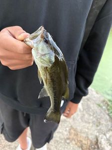 Smallmouth Bass