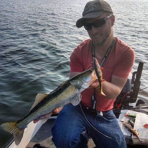 Zander