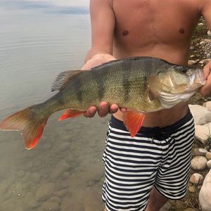 European Perch