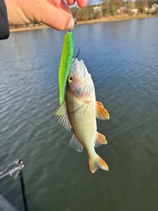 European Perch