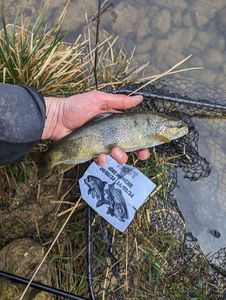 Brown Trout