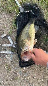 Smallmouth Bass