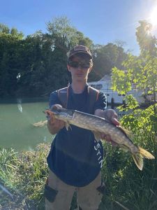 Northern Pike