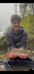 Brown Trout