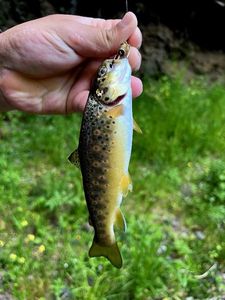 Brown Trout