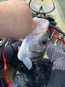 European Bass (Seabass)