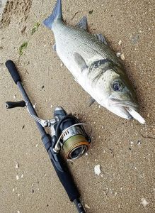 European Bass (Seabass)