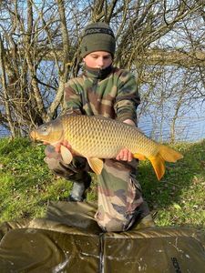 Common Carp