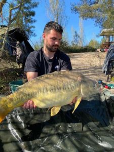 Mirror Carp
