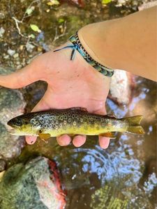 Brown Trout