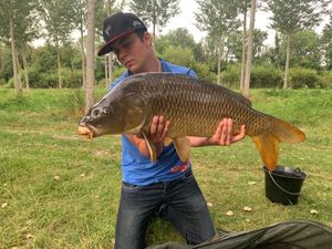 Common Carp