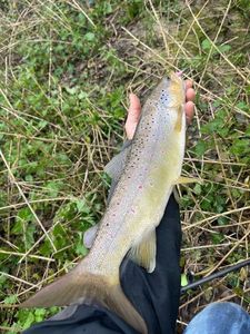 Brown Trout