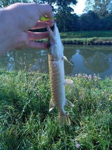Northern Pike