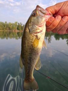 Largemouth Bass