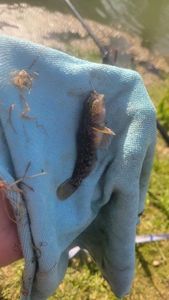 Round Goby