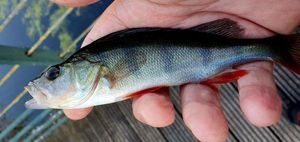 European Perch