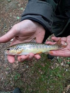 Brown Trout