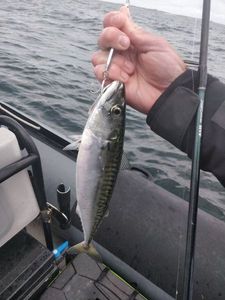 Mackerel