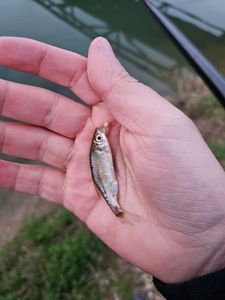 Roach