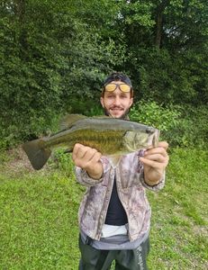 Largemouth Bass
