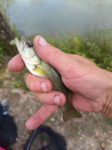 Largemouth Bass