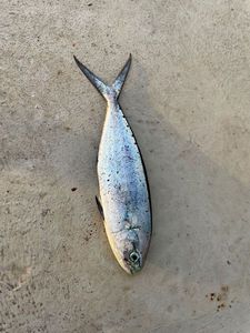 Mackerel