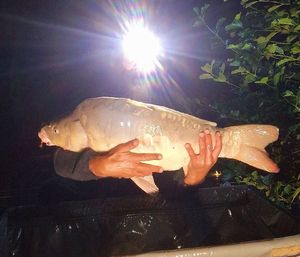 Mirror Carp