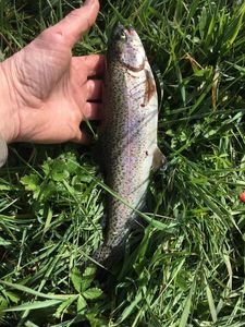 Rainbow Trout