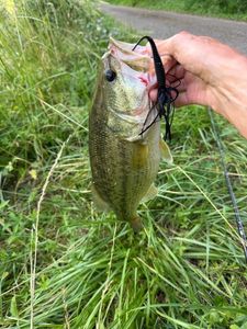 Largemouth Bass