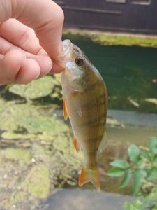European Perch