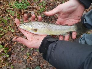 Brown Trout
