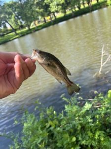 Smallmouth Bass