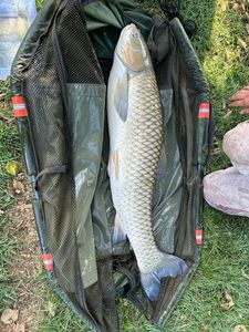 Grass Carp