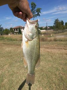 Largemouth Bass