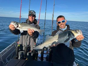 European Bass (Seabass)