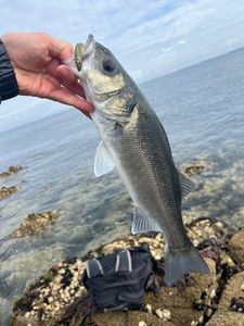 European Bass (Seabass)