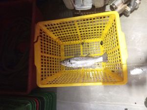 Spotted Seabass