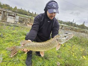 Northern Pike